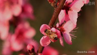春天桃花蜜蜂采蜜景观
