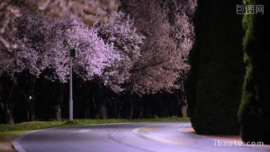 公园路灯下的樱花