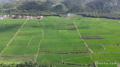 航拍农业种植稻田保护区