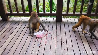 实拍猴子<strong>吃食</strong>