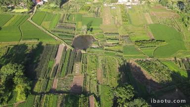 俯拍绿色农业农田种植基地