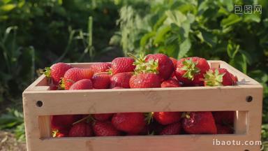采摘新鲜的草莓