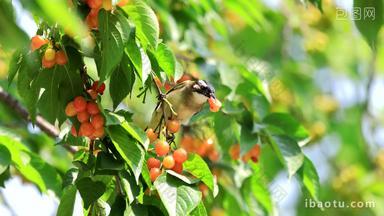 实拍鸟吃樱桃