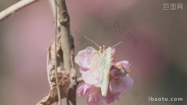 粉色小花上的蝴蝶实拍