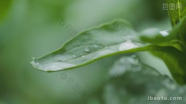 下雨植物上的水珠升格