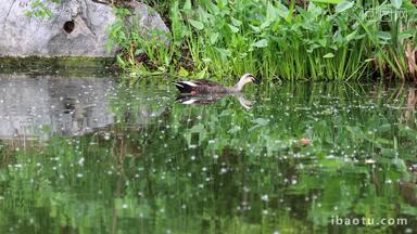 实拍8k夏季池塘的斑嘴鸭觅食