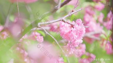 绿丛中几朵粉色的山桃花特写镜头