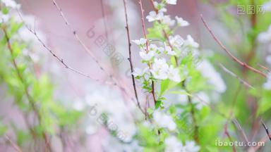 夏季清新绿叶白花空镜素材