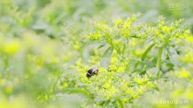 夏天飞舞在花丛中的小蜜蜂