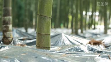 林下产业竹荪蛋竹荪养殖林竹竹林