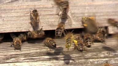 蜂巢忙碌采蜜昆虫姿态特写