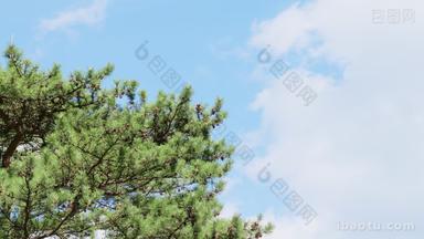 蓝天白云下的松树枝