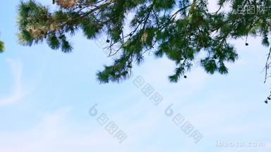 蓝天下被风微微吹动的松树枝
