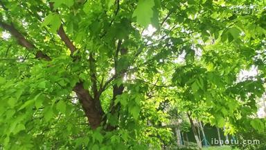 夏天惬意阳光树叶绿色鲜艳