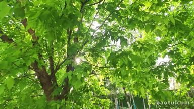 夏天惬意阳光树叶绿色鲜艳1