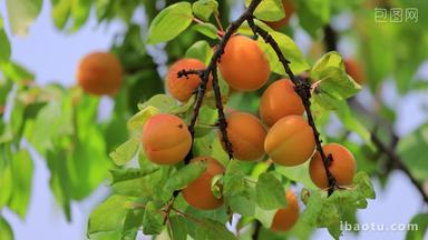 实拍8k植物成熟的杏