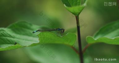 蜻蜓幼崽觅食翅膀两翼昆虫食物链