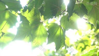 夏天森林<strong>阳光</strong>微风树叶升格慢镜
