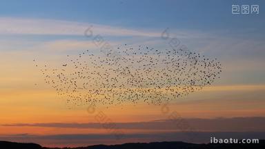 黄昏晚霞背景下飞翔的鸟群