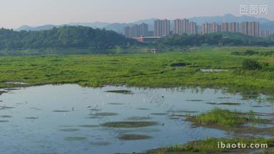 杭州余杭南湖苕溪生态白鹭栖息