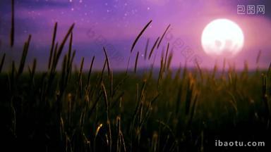 夕阳下的狗尾巴草、野草