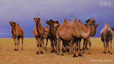 草原上的<strong>骆驼</strong>