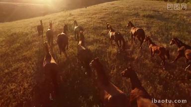 黄昏时候草原上奔跑的马群