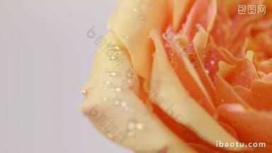黄色橙色玫瑰花精华特写实拍