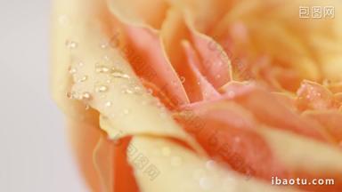 玫瑰花瓣水珠凝固微距特写实拍