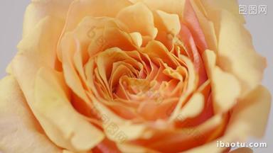 唯美玫瑰鲜花微距空镜升格实拍