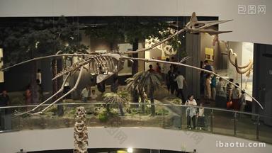 古生物博物馆中的翼龙模型