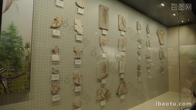 古生物博物馆展览的古生物化石