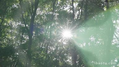 透过茂密的枝叶照射的阳光