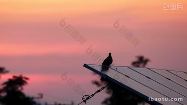 傍晚黄昏屋顶的小鸟实拍镜头