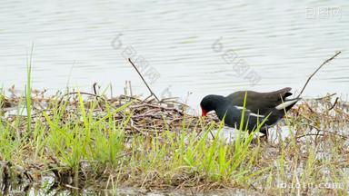 湿地水鸟黑水鸡觅食实拍