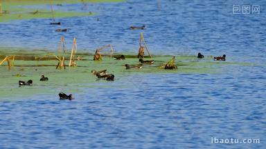 湿地一群黑水鸡在觅食长焦<strong>特写</strong>