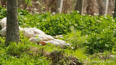农村散养的鸭子在草丛觅食