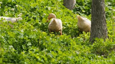 农村<strong>散养</strong>鸭子在草丛中觅食