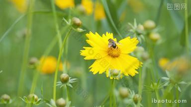 春天夏天金鸡菊<strong>花朵上</strong>的蜜蜂采蜜昆虫