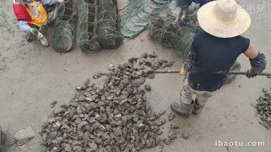 实拍渔民整理海鲜生蚝