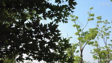 夏日阳光树枝树叶植物鲜花实拍