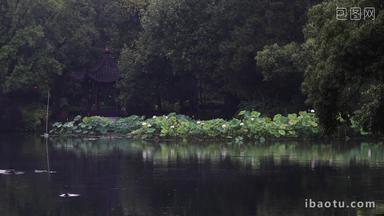 杭州西湖初夏曲院风荷细雨空镜