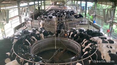 牧场挤奶现场现实中是这样挤奶