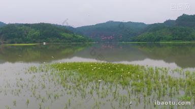 生态环境湿地白鹭栖息升格空镜
