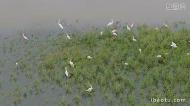 生态环境湿地白鹭栖息