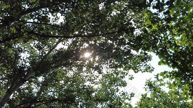 蓝天下树枝树叶阳光实拍