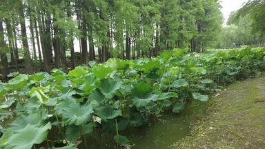 夏季绿色植物树<strong>枝</strong>树叶<strong>荷花荷叶</strong>实拍