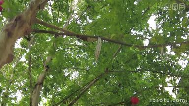 夏日参天大树法国梧桐实拍绿色植物