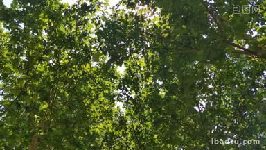 绿色植物树枝树叶实拍风景