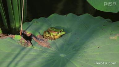 实拍夏季荷叶上的青蛙